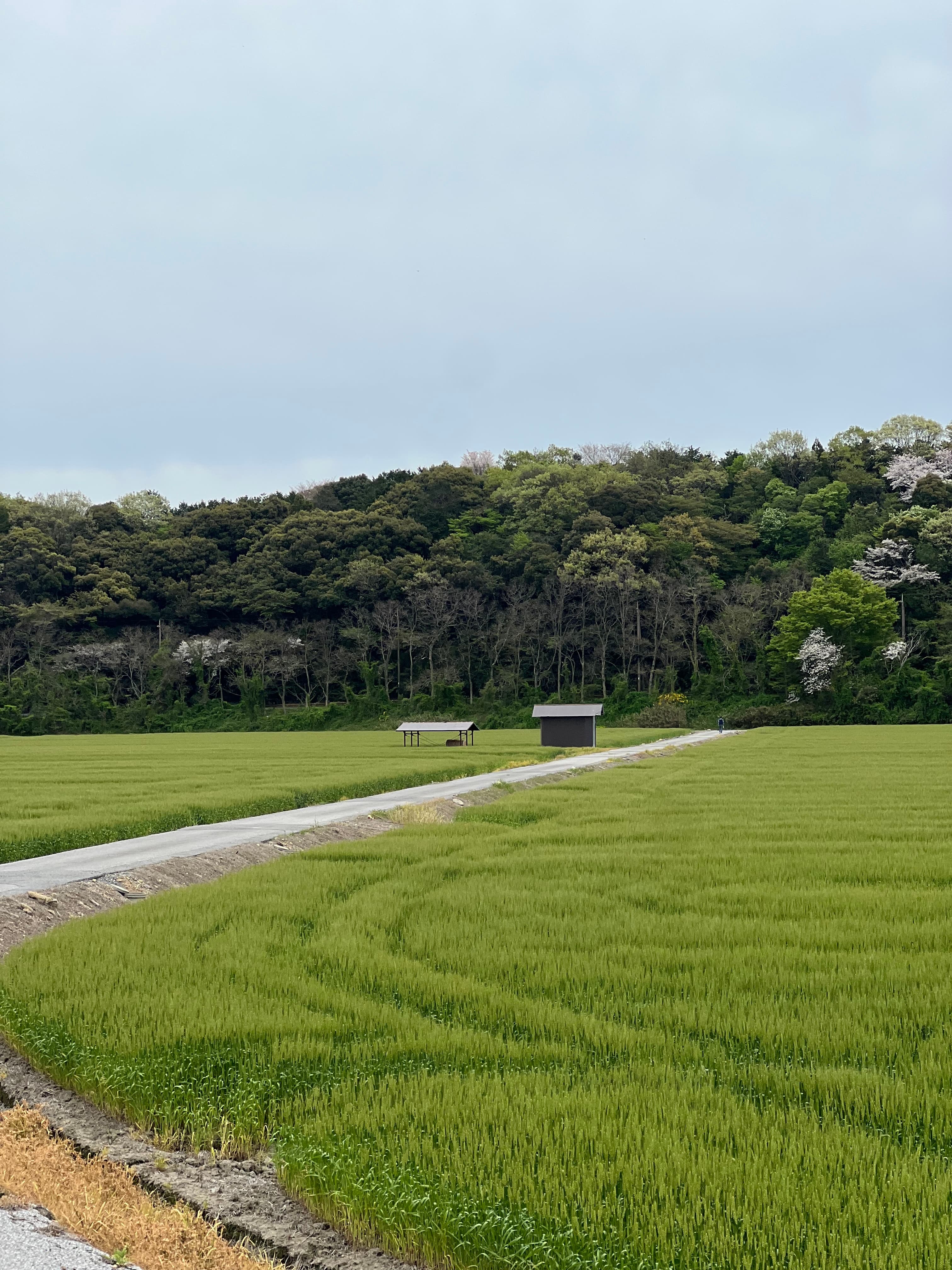 Sake Towns of North Shiga